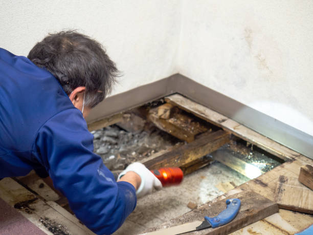 Best Mold Damage Repair  in Millwood, WA