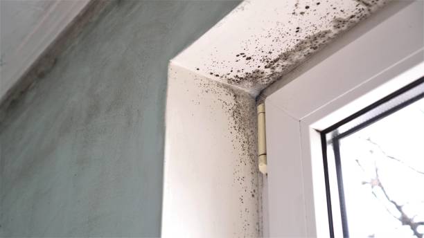 Crawl Space Mold Removal in Millwood, WA