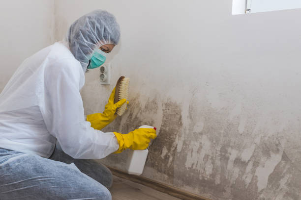 Best Commercial Mold Removal  in Millwood, WA