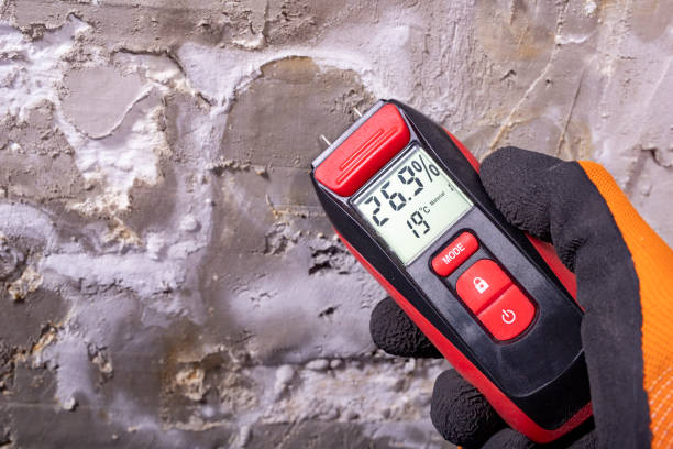 Best Professional Mold Removal  in Millwood, WA