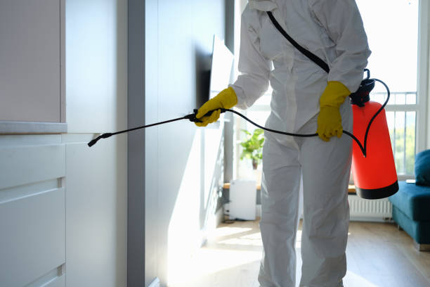 Attic Mold Removal in Millwood, WA