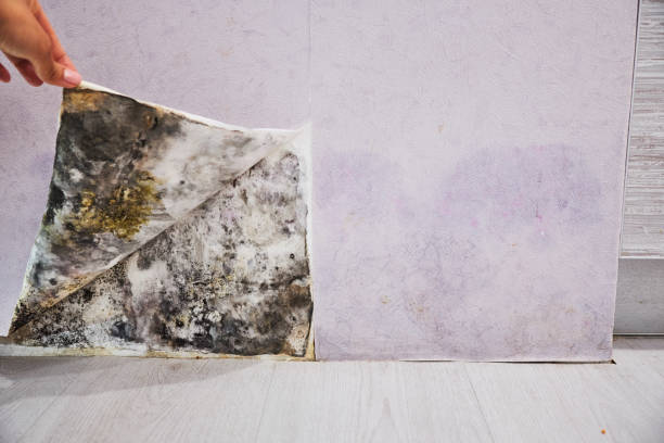 Best Mold Removal Near Me  in Millwood, WA